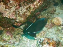 87 Black Triggerfish IMG 2435